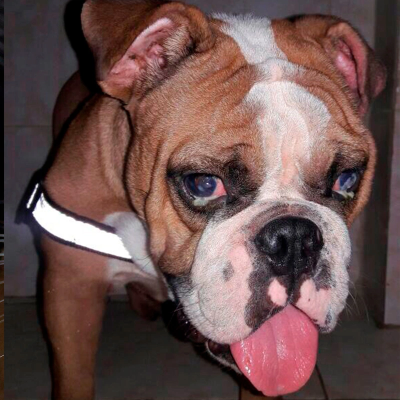 bokser-bolezn-glaz Общая информация по офтальмологии