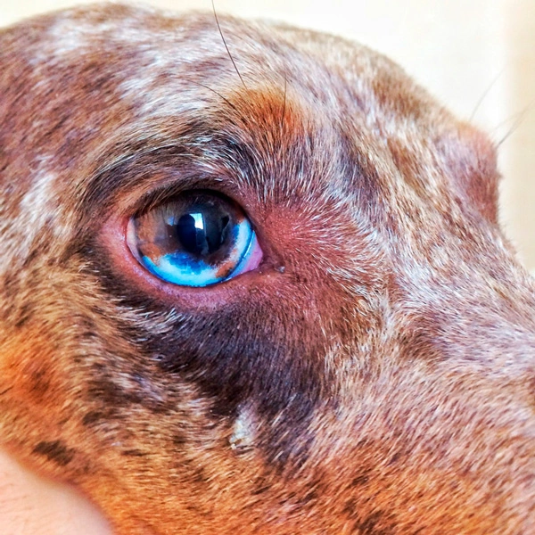 bolnoy-glaz-sobaki Общая информация по офтальмологии