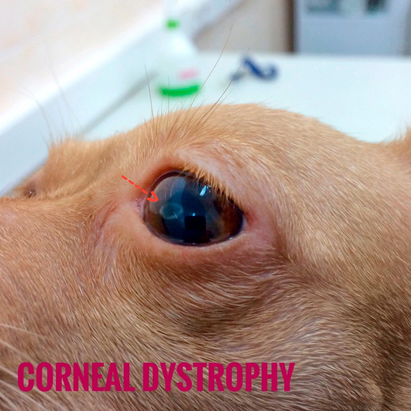 distrofiya-rogovicy-glaza-u-sobaki Общая информация по офтальмологии