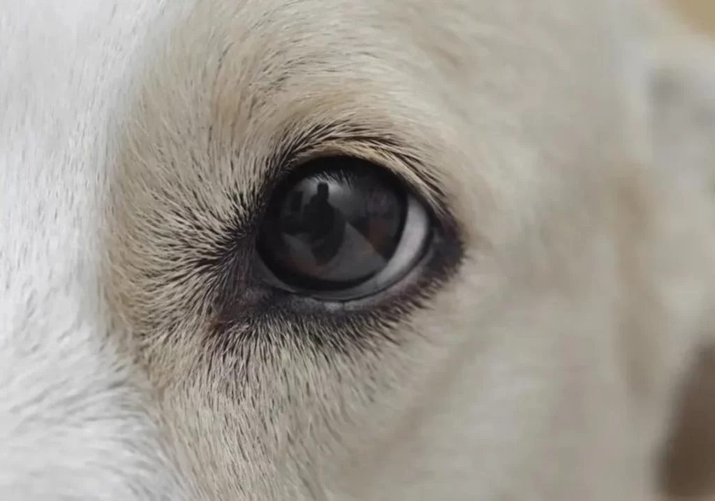 glaz-sobaki-s-konyunktivitom-1024x717 Конъюнктивит у животных