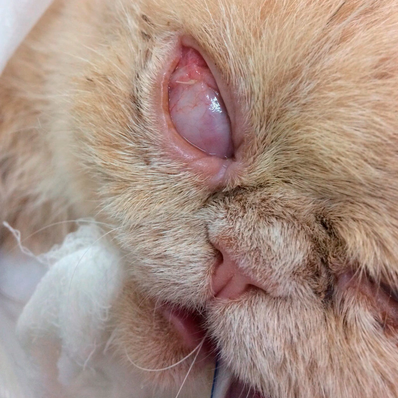 hirurgiya-glaz Общая информация по офтальмологии