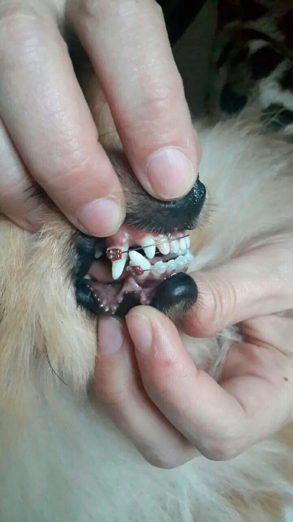 ispravlenie-prikusa-pri-pomoshchi-dug-576x1024 Исправление прикуса у собак