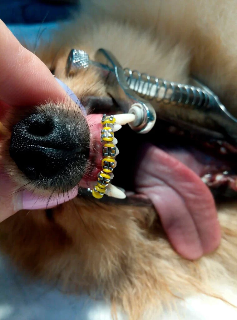 ispravlenie-prikusa-shpicu-pri-pomoshchi-breket-sistem-759x1024 Исправление прикуса у собак