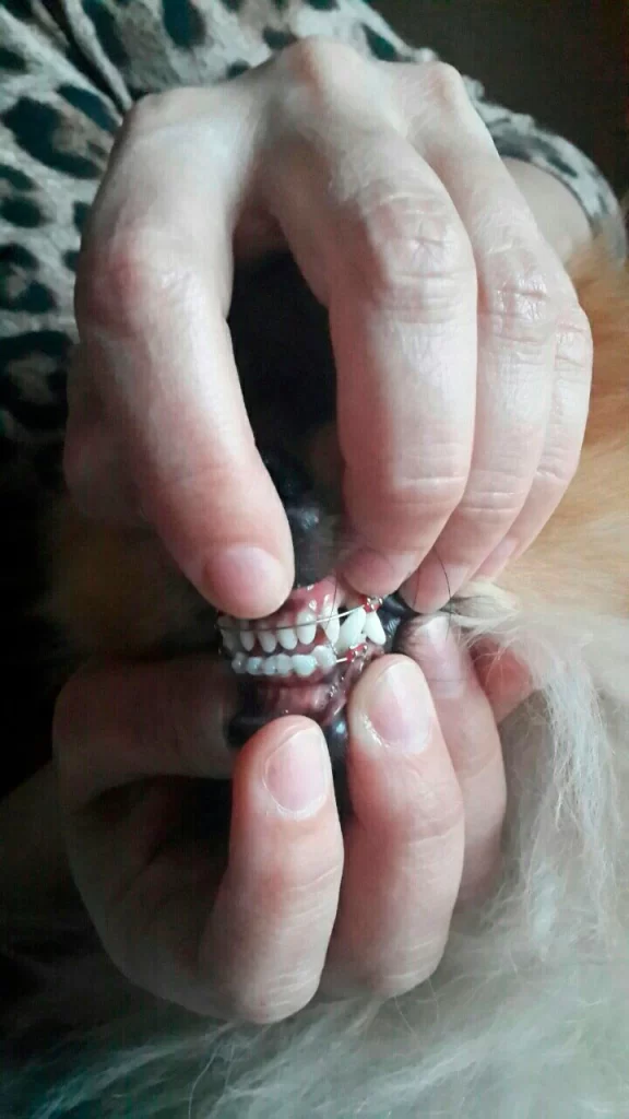 ispravlenie-prikusa-shpicu-pri-pomoshchi-dug-576x1024 Исправление прикуса у собак