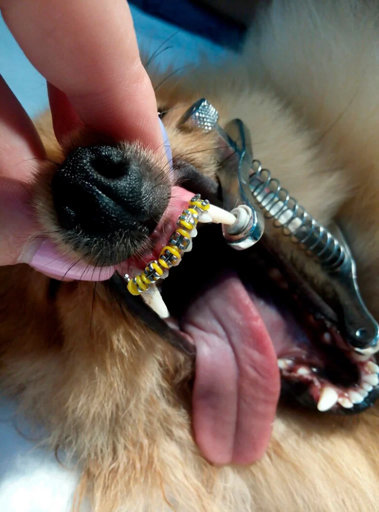 ispravlenie-prikusa-sobake-pri-pomoshchi-breketov-759x1024 Исправление прикуса у собак