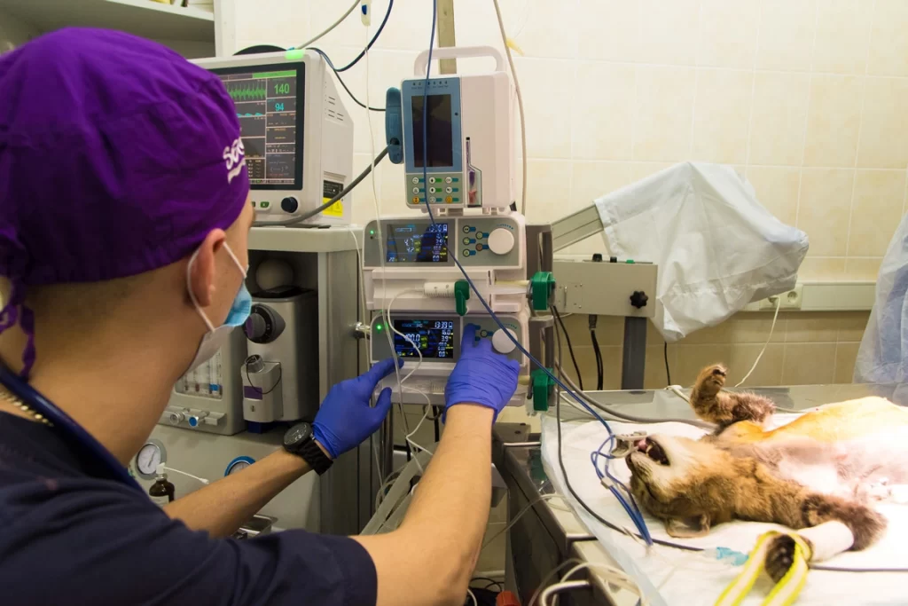 kotu-vvodyat-anesteziyu-1024x683 Общая информация по анестезиологии