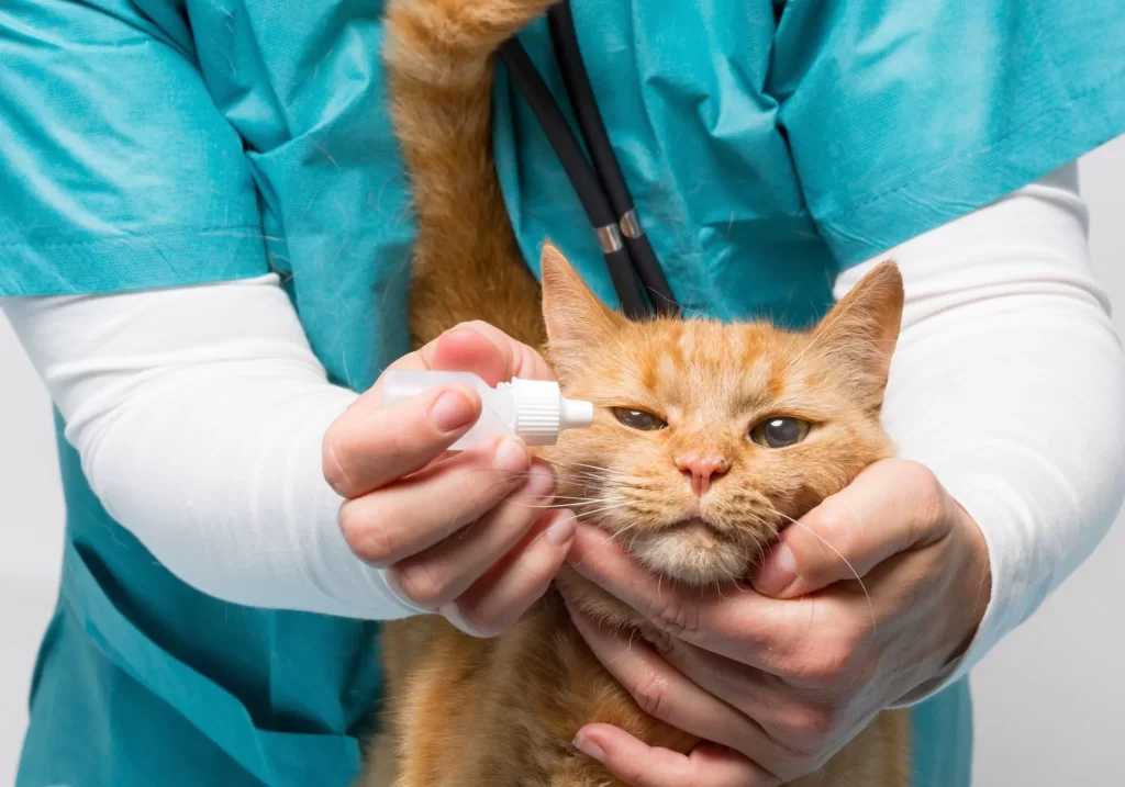 kotu-zakapyvayut-glaz-ot-konyunktivita-1024x717 Конъюнктивит у животных