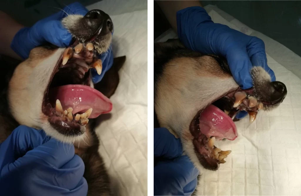 osmotr-zubov-sobaki-1024x669 Общая информация по стоматологии