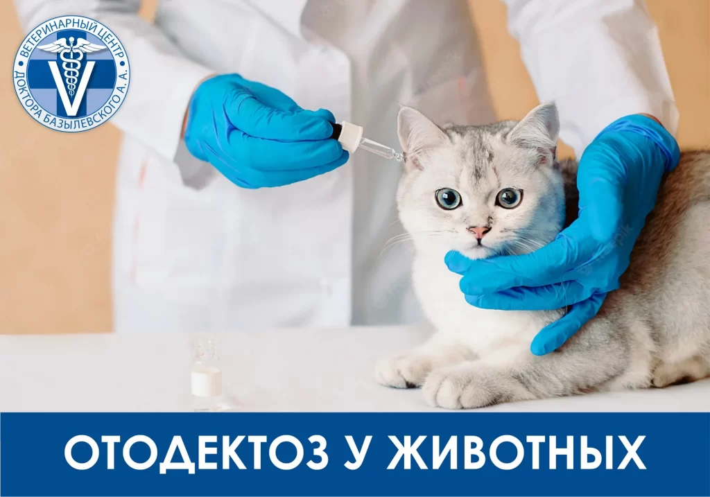 otodektoz-u-zhivotnyh-1024x717 Отодектоз у животных