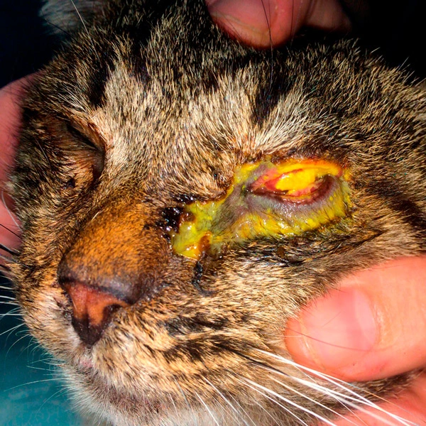 panoftalmit-u-koshki Общая информация по офтальмологии