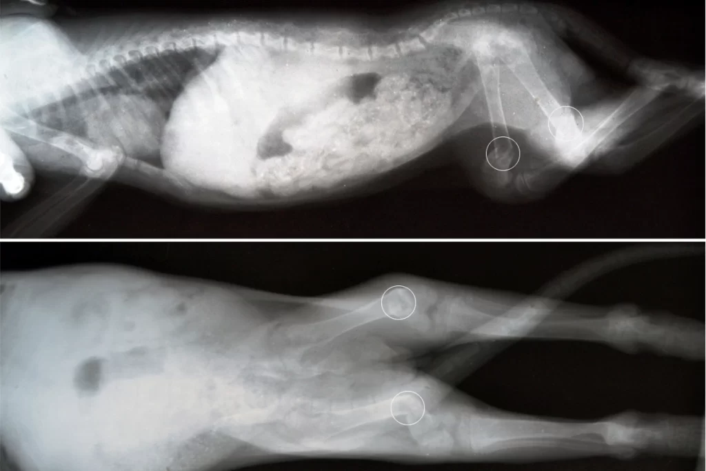 patologicheskie-perelomy-so-smeshcheniem-1024x683 Диагностика и лечение ювенильной остеопатии
