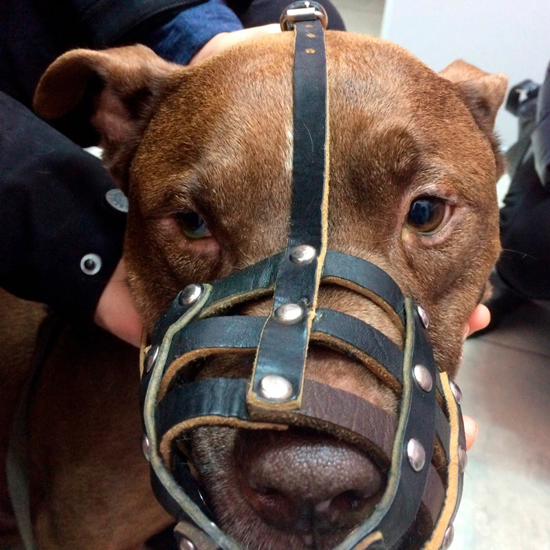 sindrom-gornera Общая информация по офтальмологии