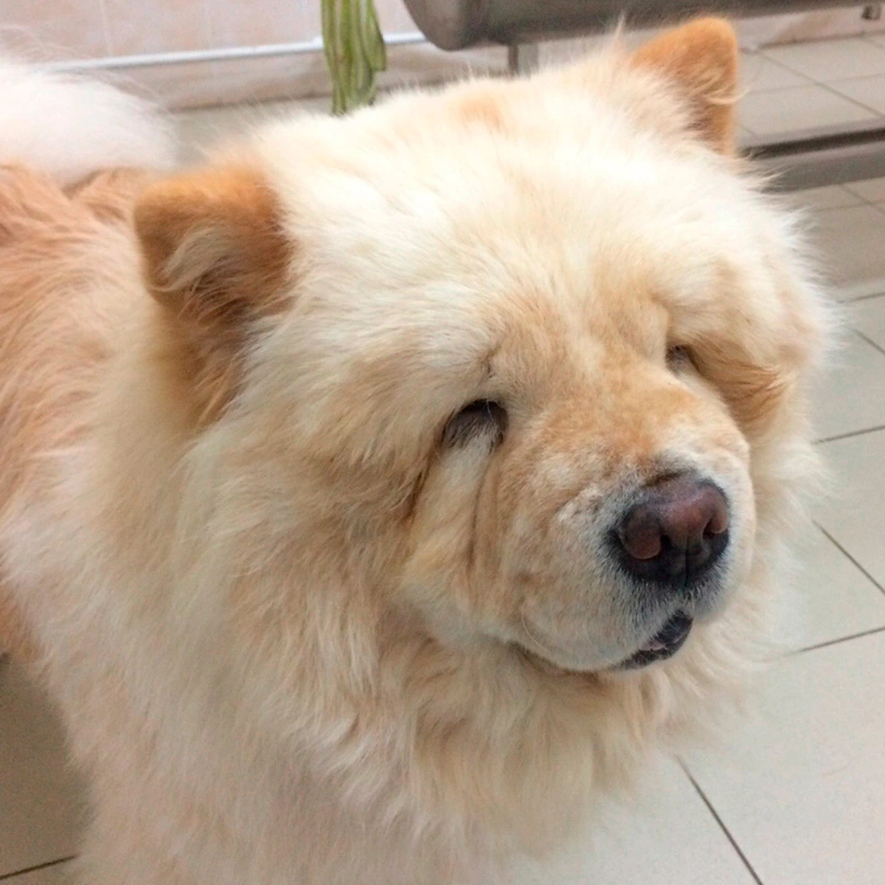 zavorot-vek-u-chau-chau-photo Общая информация по офтальмологии