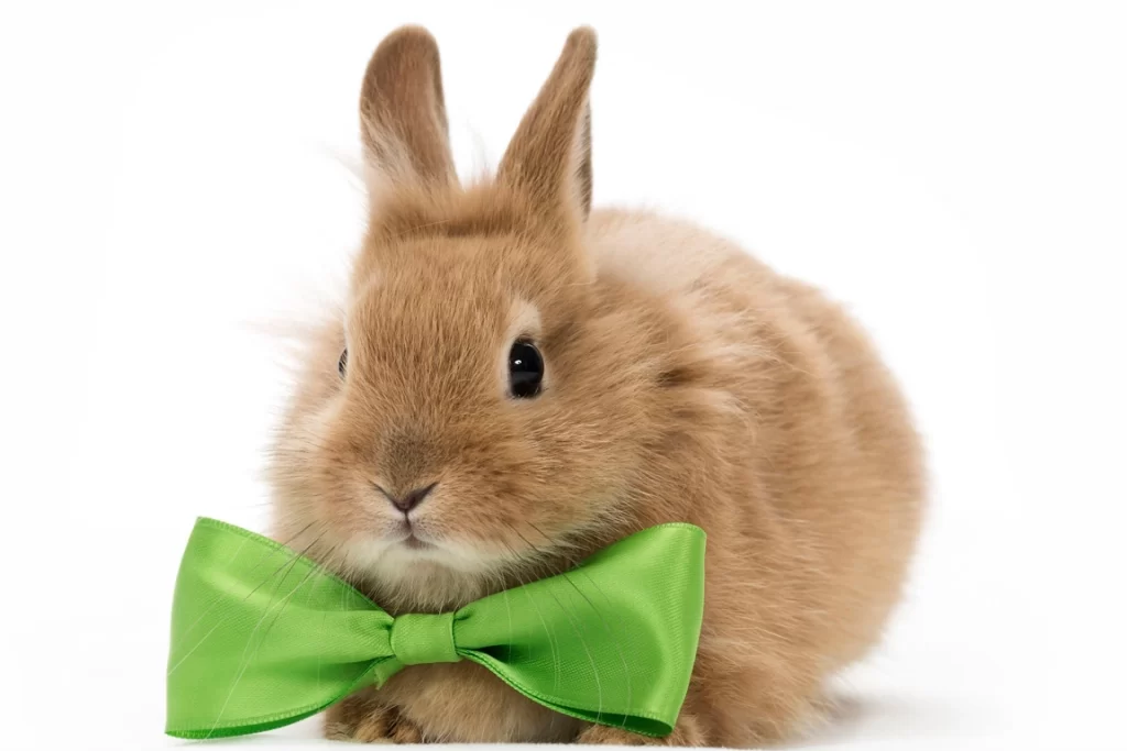 zdorovyy-krolik-1024x683 Вакцинация кроликов