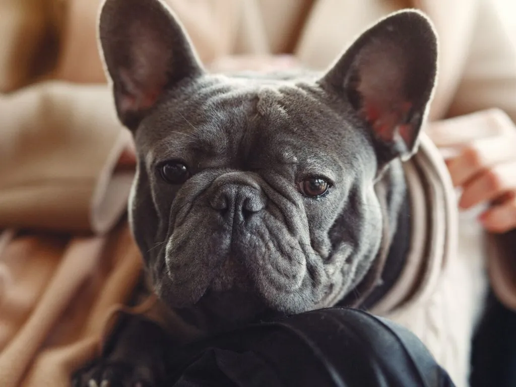 1 Лишай у животных