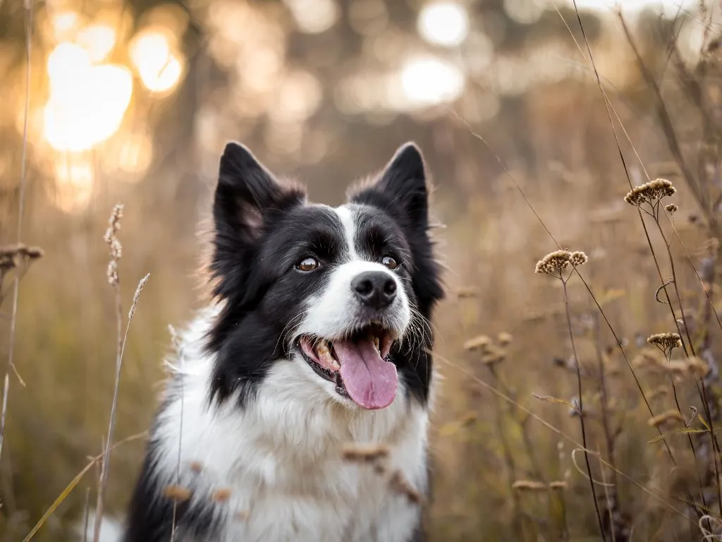 2 Лишай у животных