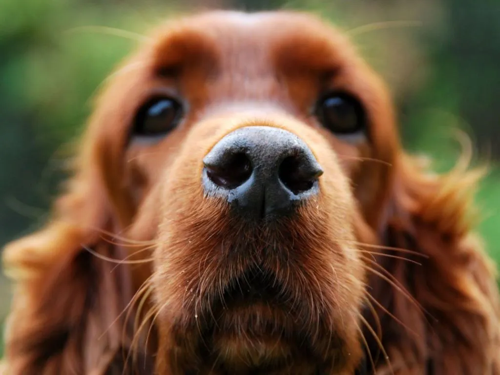 3 Лишай у животных