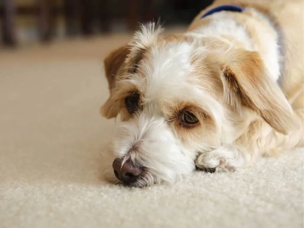 sobaka-na-kovre Гастроэнтерит у собак и кошек: симптомы и диагностика