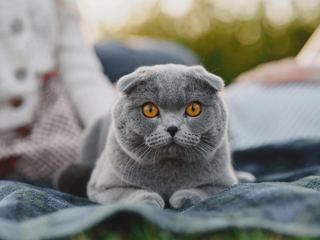 kot-na-prirode Гипогликемия