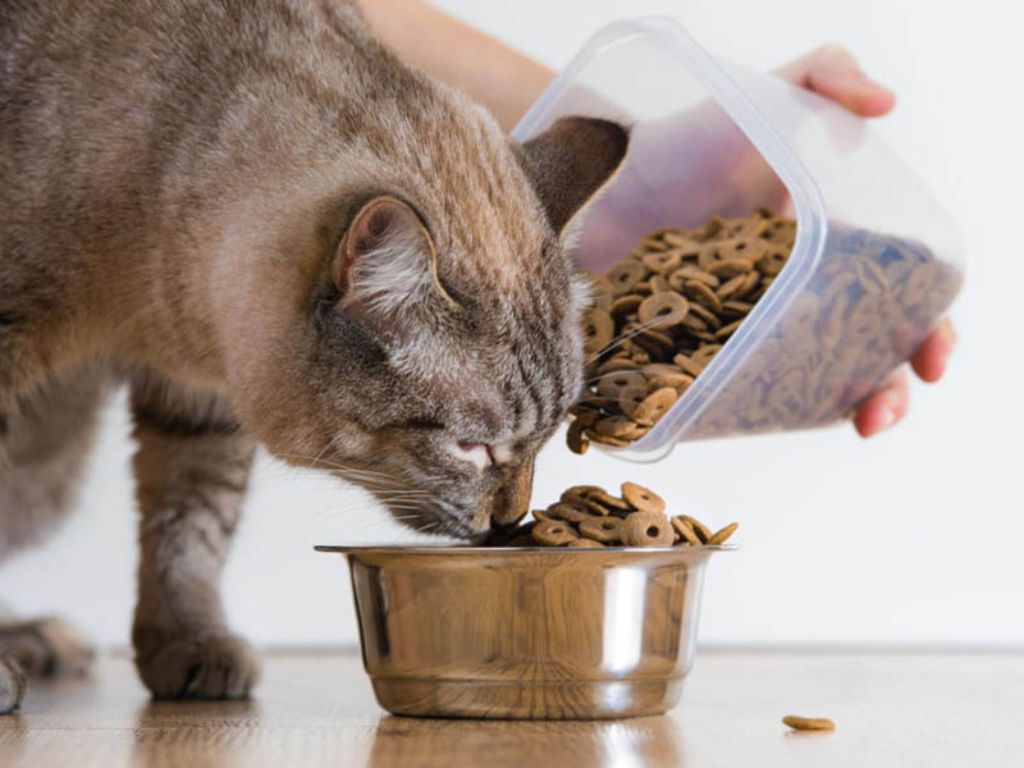 kotu-dayut-zlakovye-kolca Почему нельзя кормить животное едой со стола?