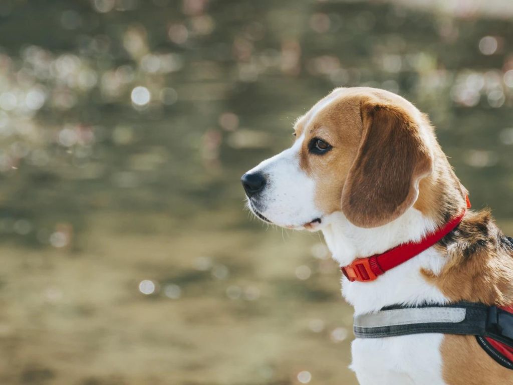 sobaka-na-prirode Гипогликемия