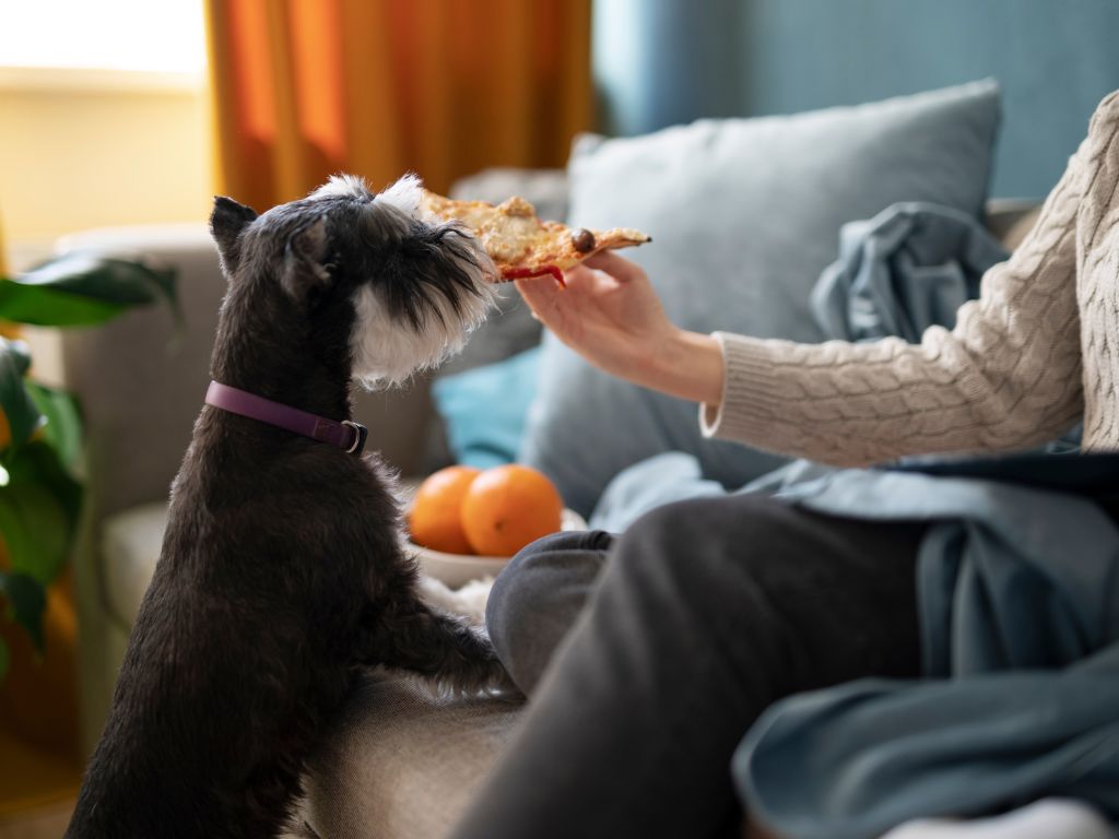 sobake-dayut-piccu Почему нельзя кормить животное едой со стола?