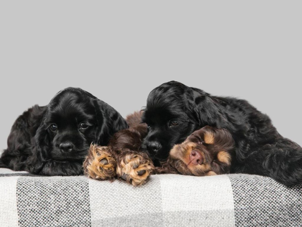 spyashchie-sobaki Гипогликемия