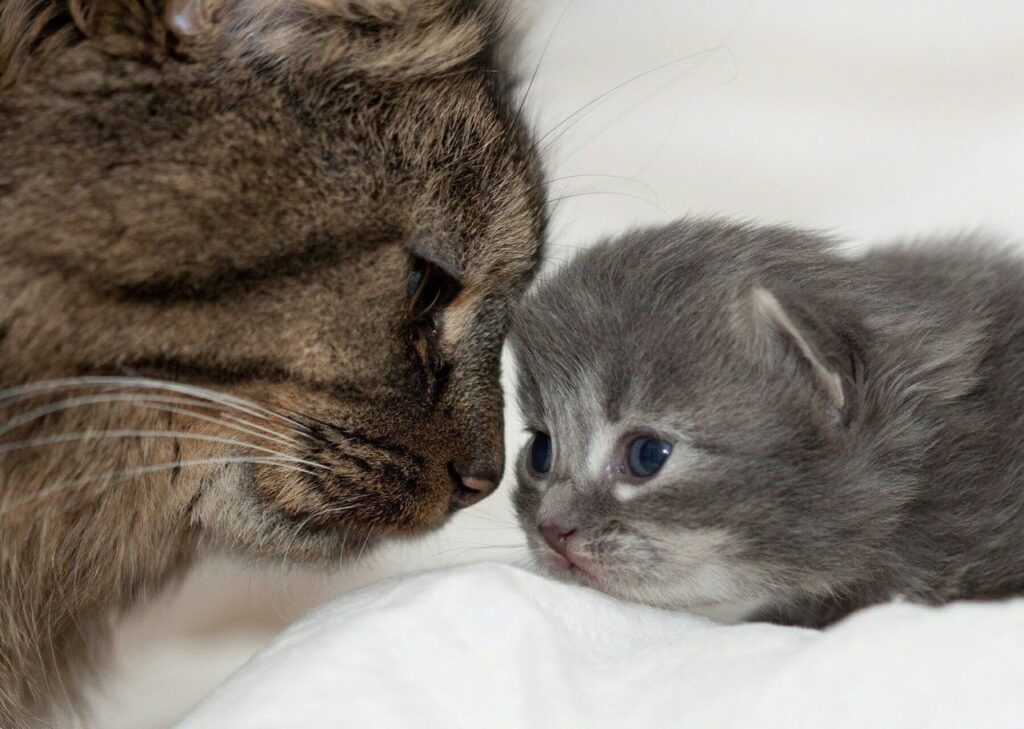 koshka-s-kotenkom-1024x729 Вязка, беременность и роды у животных