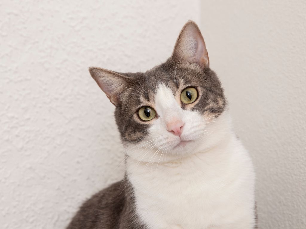 koshka-smotrit-v-kadr Нефрит у кота: как лечить?