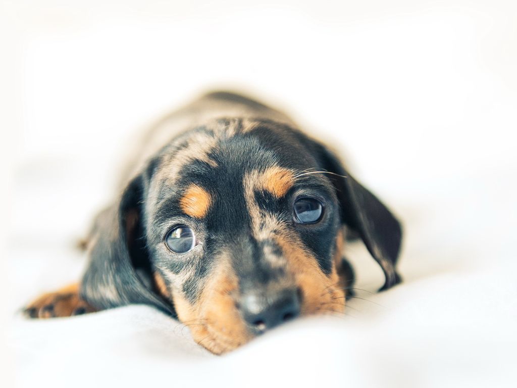 shchenok Почему у питомца гноятся глаза?