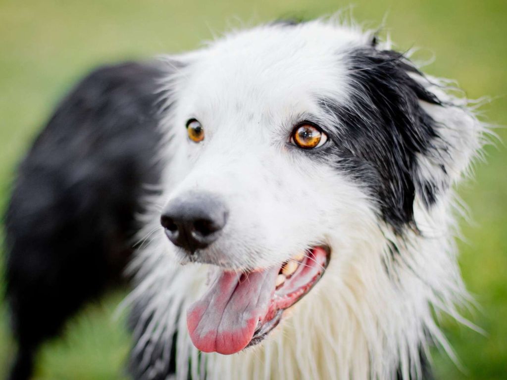 sobaka-s-pyatnistym-okrasom Почему у питомца гноятся глаза?