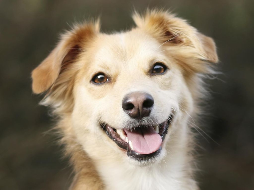 sobaka-vysunula-yazyk Почему у питомца гноятся глаза?