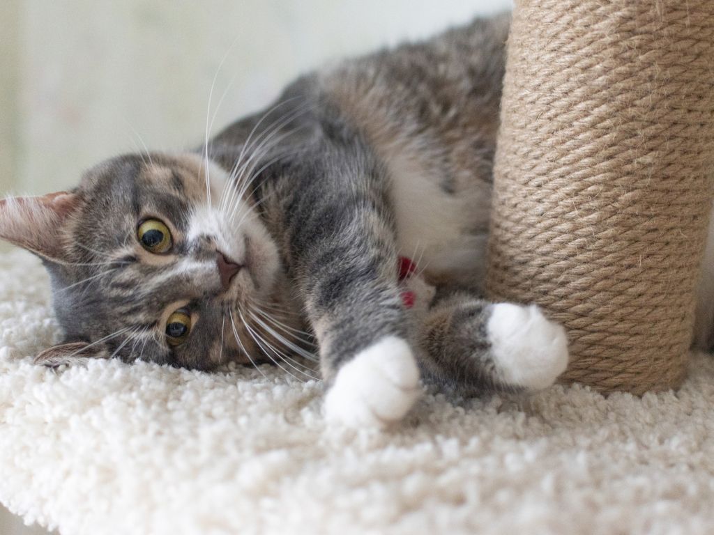 ustavshiy-seryy-kot Нефрит у кота: как лечить?