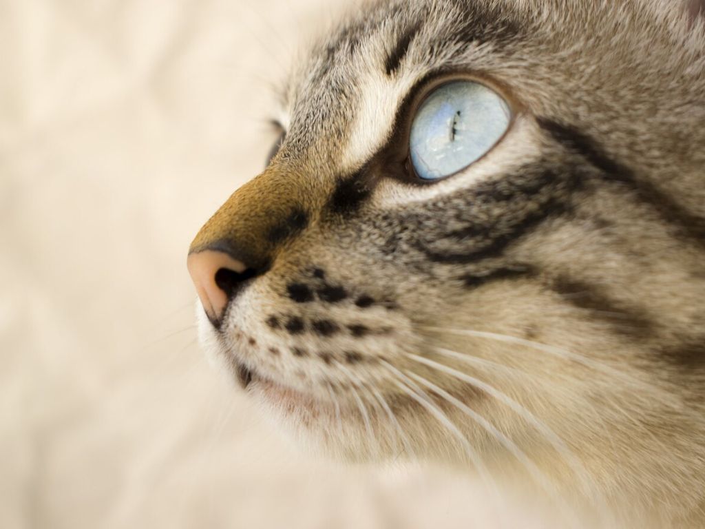 vzglyad-koshki Почему у питомца гноятся глаза?