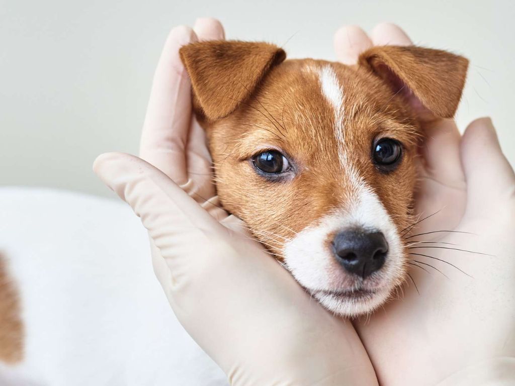 ruki-i-mordochka-sobaki Рак кожи у собак