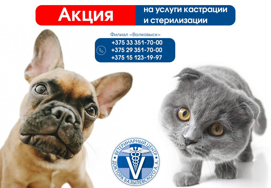 volkovysk-1 Акция в филиале "Волковыск" на кастрацию и стерилизацию