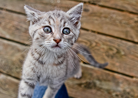 факты о котах