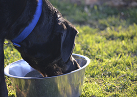 жажда собаки