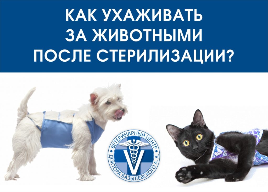 уход за животными после стерилизации или кастрации