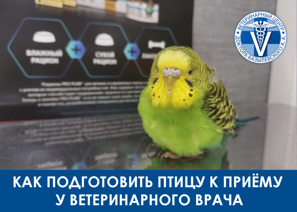Как правильно подготовить птицу к приему у варача
