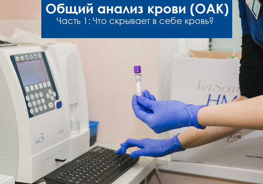 Общий анализ крови. Что это