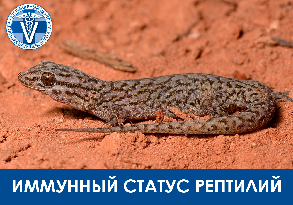 Иммунный стафтус рептилий