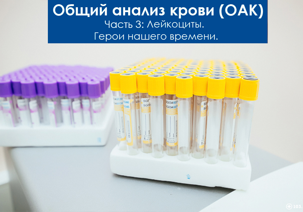 Общий анализ крови у животных. Лейкоциты (лимфоциты и моноциты)