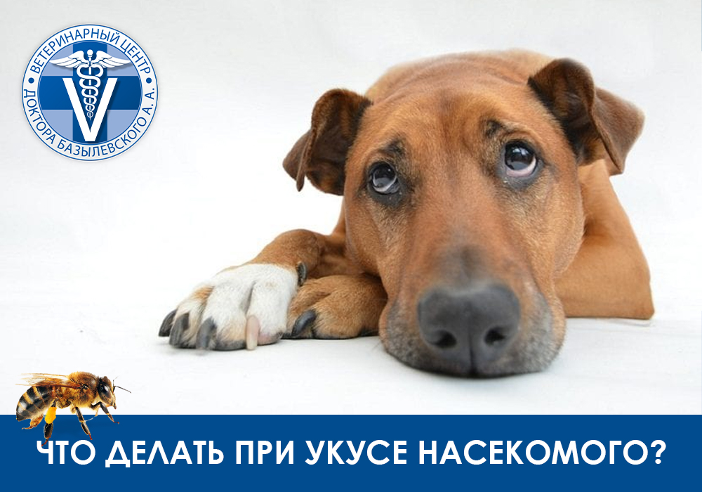 Укусы насекомых у животных. Чем опасно? Как оказать помощь