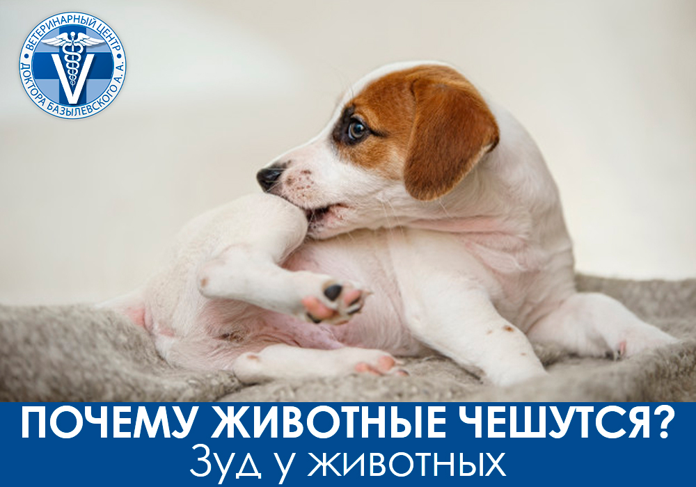 Почему животные чешутся? Зуд у животных