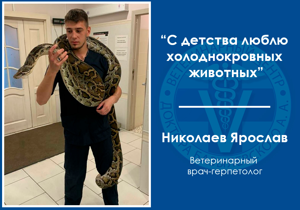 Интервью с ветеринарным герпетологом Николаевым Ярославом