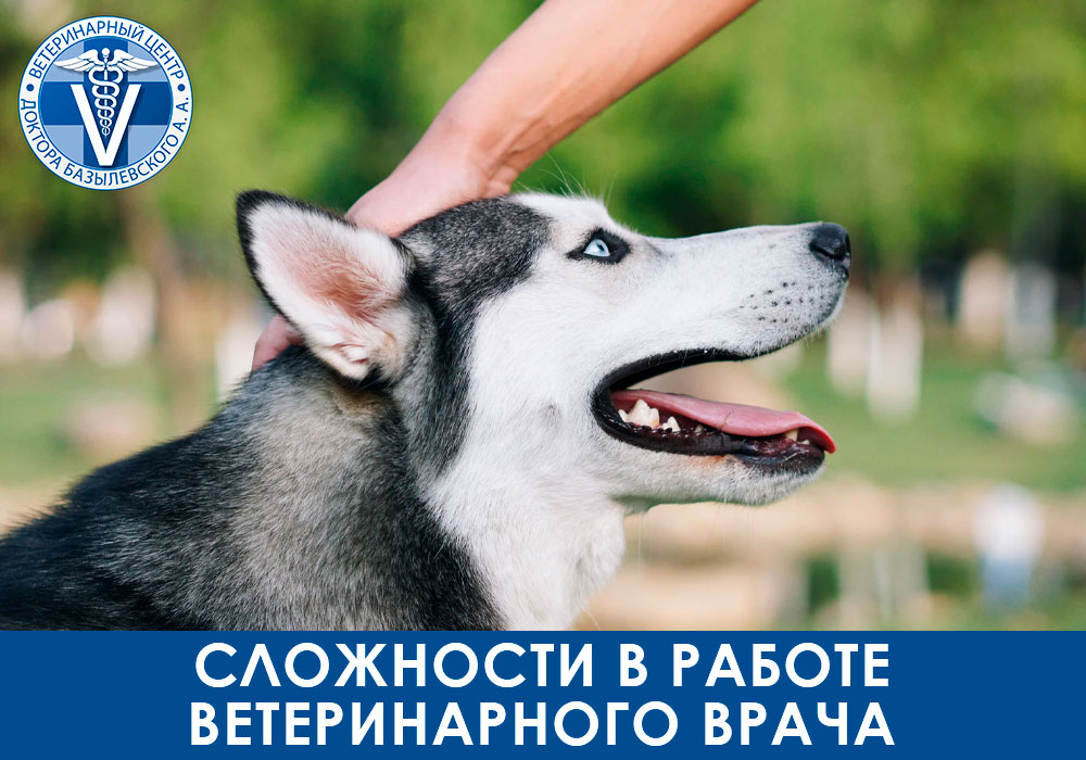 Сложности в работе ветеринарного врача
