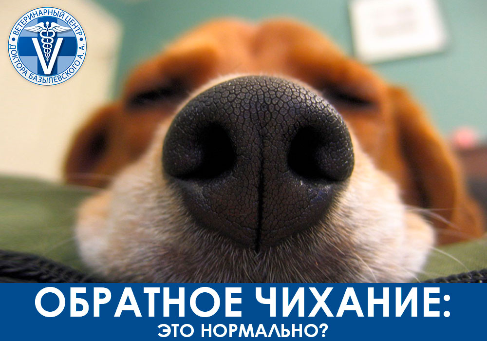 Обратное чихание это нормально