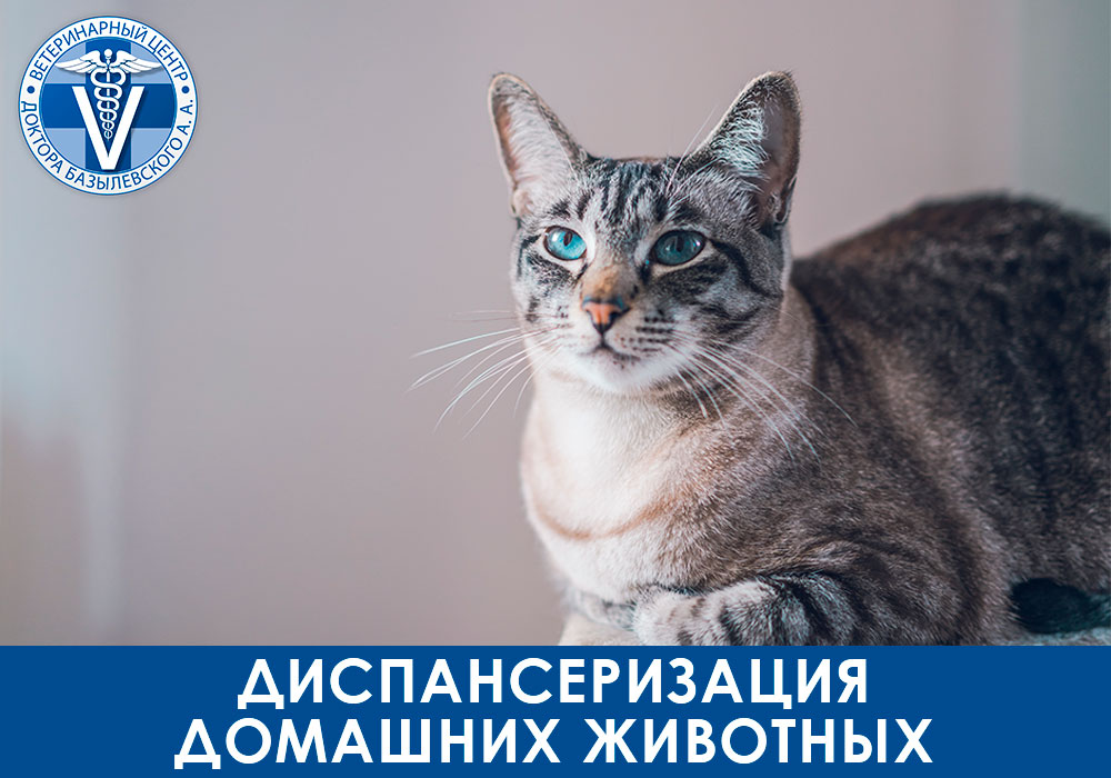 Диспансеризация домашних животных