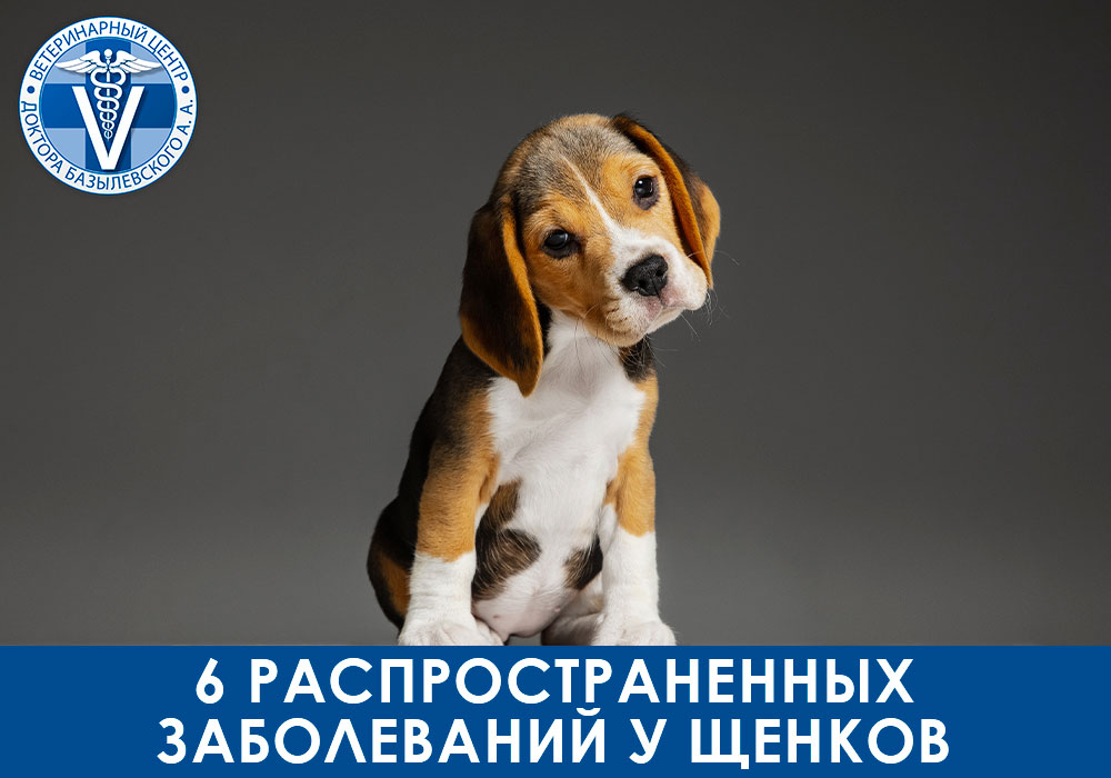 6 распространенных заболеваний у щенков